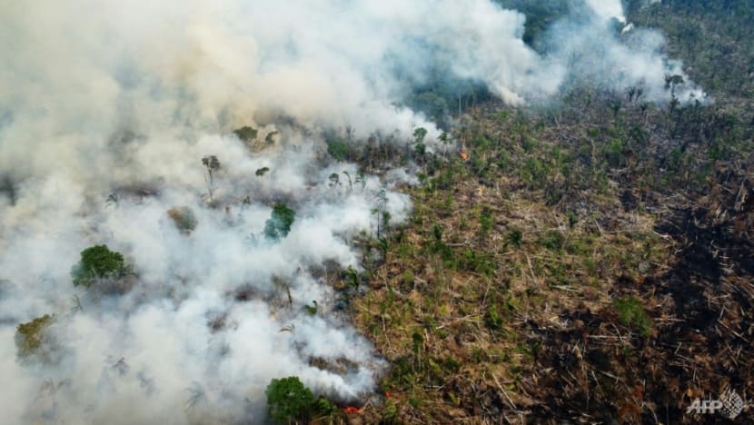 Rainforest giants Brazil, Indonesia, DR Congo sign deforestation pact