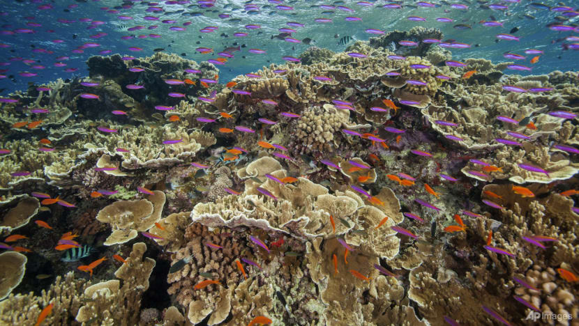 Australia pledges US$704 million to save Great Barrier Reef
