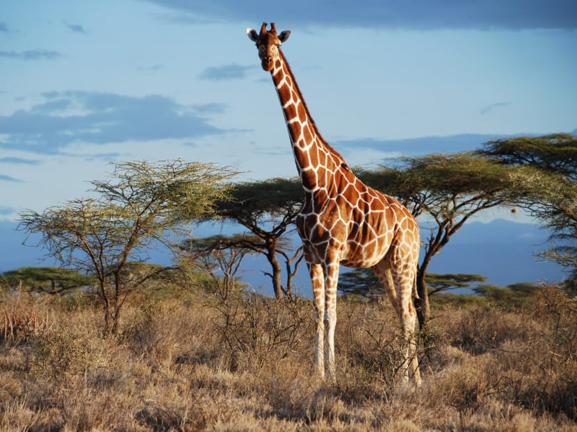 There are four species of giraffe, not one: Scientists