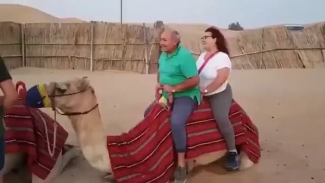 载着两名微胖游客无法站立　骆驼前脚凹折遭拖行