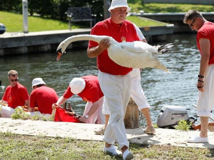 UK's swan-uppers take to the Thames to check on queen's birds UK's swan-uppers take to the Thames to check on queen's birds