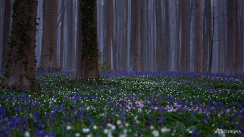 COVID-19 pandemic puts tulips, bluebells, cherry blossoms in hiding COVID-19 pandemic puts tulips, bluebells, cherry blossoms in hiding