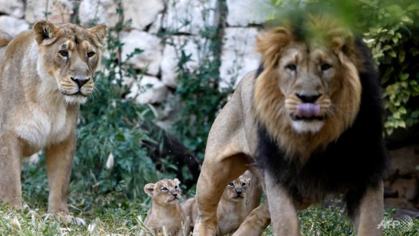 Eight lions in Indian zoo test positive for COVID19 CNA