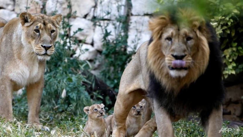 Eight lions in Indian zoo test positive for COVID-19 Eight lions in Indian zoo test positive for COVID-19