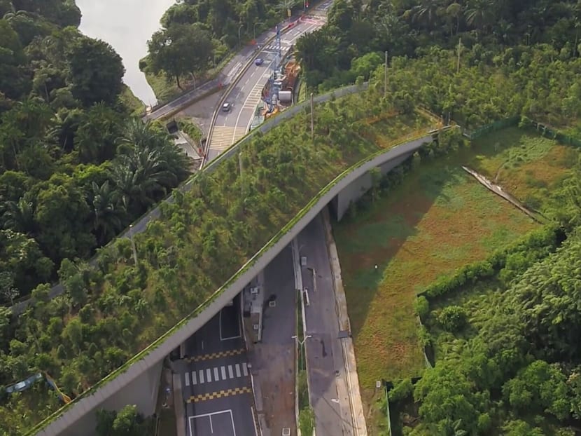Months ahead of the opening of the Mandai Wildlife Bridge, a team from Mandai Wildlife Group had taken pains to make sure that it would be ready for animals once the bridge opened. Despite their efforts, the team remained doubtful if animals would use the 140m bridge. However, the animals took to the bridge far quicker than anyone expected.