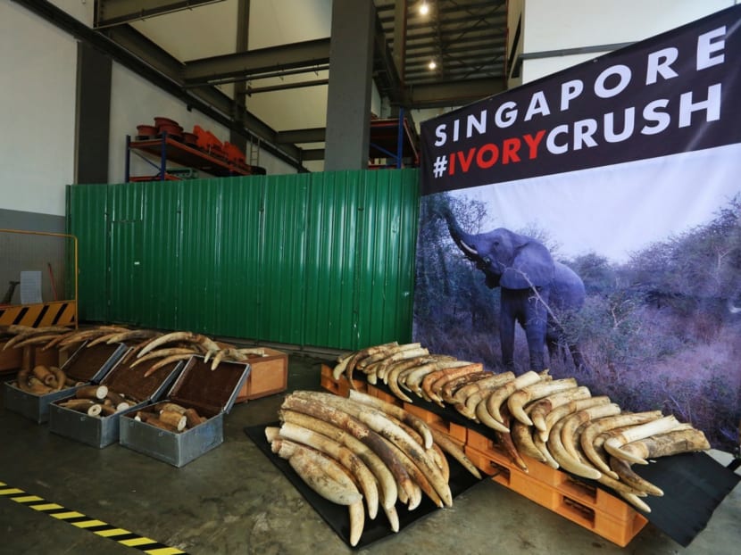 The Agri-Food & Veterinary Authority (AVA) crushed 7.9 tonnes of seized elephant ivory, from various detections in the recent years that estimated to be worth about S$13 million on June 13, 2016. TODAY file photo