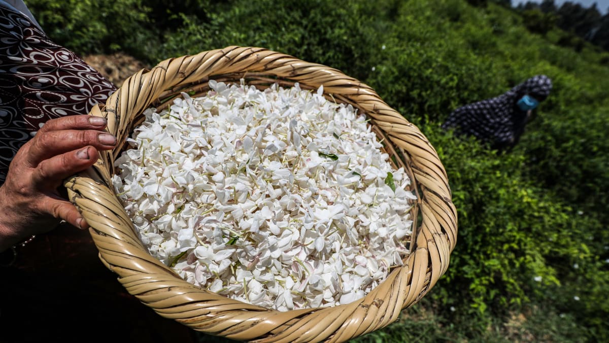 Egypt's blossoming trade in fragrant jasmine flowers TODAY