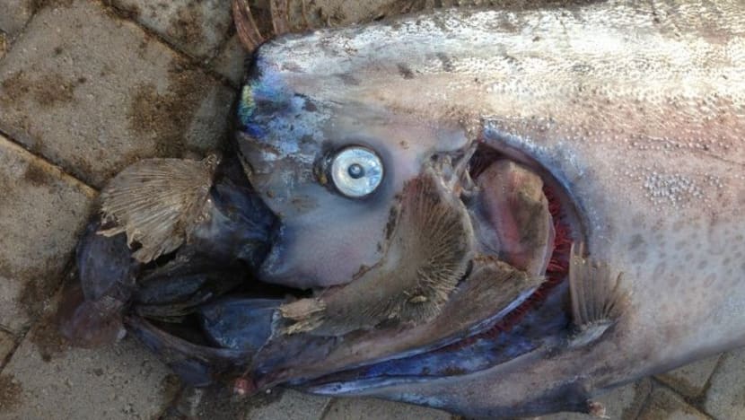 Jepun bimbang bencana alam bakal melanda selepas temui ikan dayung di pantainya