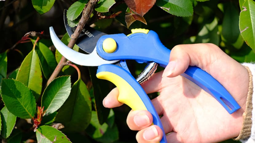 Commentary: Stop stealing my plants! Commentary: Stop stealing my plants!