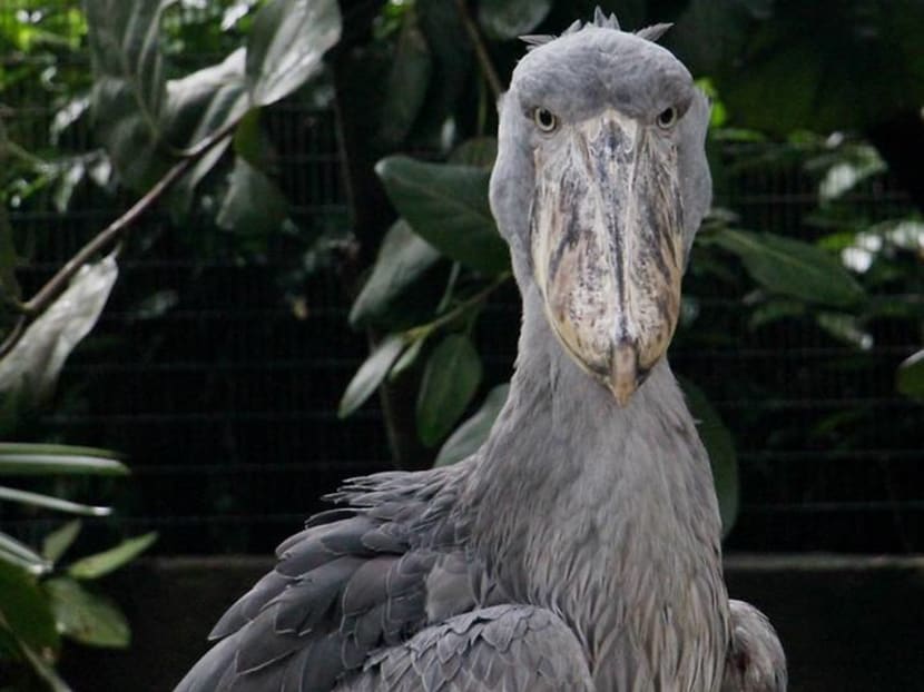 Rare Shoebill birds return to Jurong Bird Park Rare Shoebill birds return to Jurong Bird Park