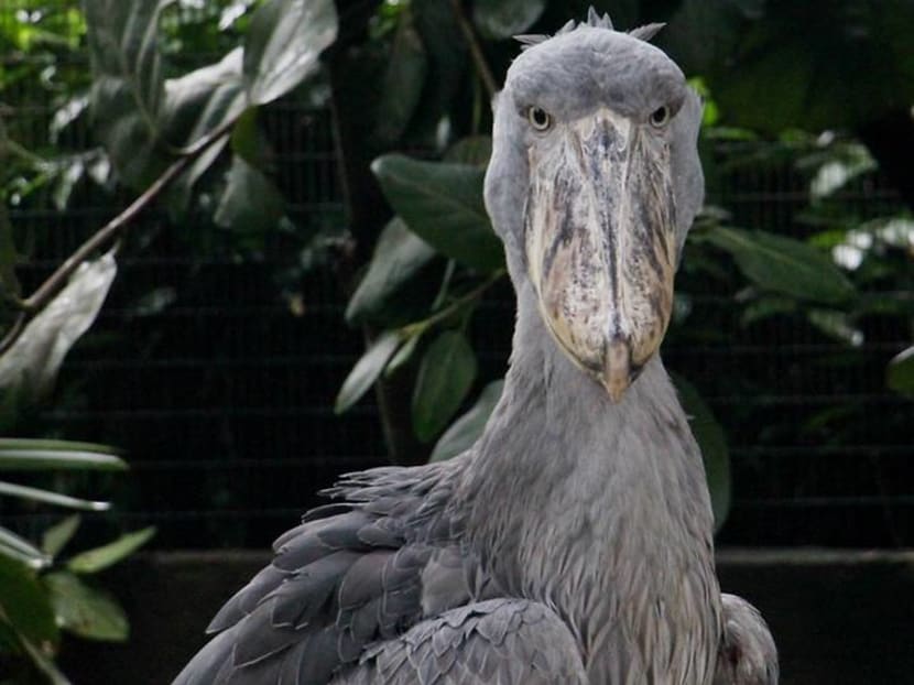 Rare Shoebill birds return to Jurong Bird Park