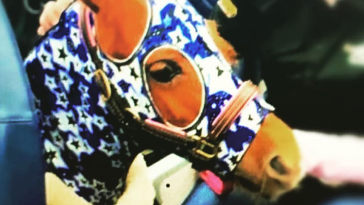 Miniature horse turns up as passenger on airplane TODAY