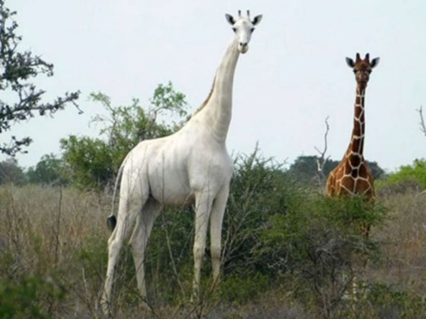 The deaths of the two white giraffes leave just one remaining alive -- a lone male, borne by the same slaughtered female, the conservancy said.