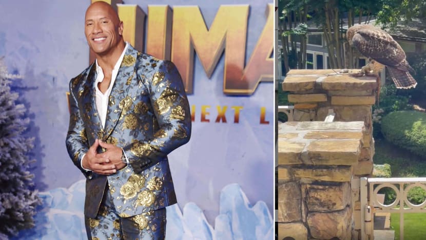 Dwayne Johnson Blocked From Gym By A Wild Hawk Vs Snake Wrestling Match Dwayne Johnson Blocked From Gym By A Wild Hawk Vs Snake Wrestling Match