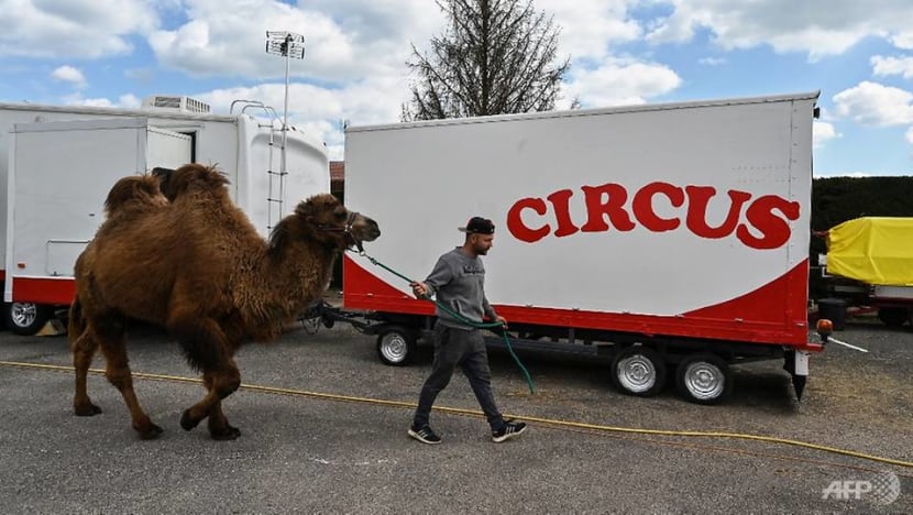 France to ban mink farms and wild animals in travelling circuses France to ban mink farms and wild animals in travelling circuses
