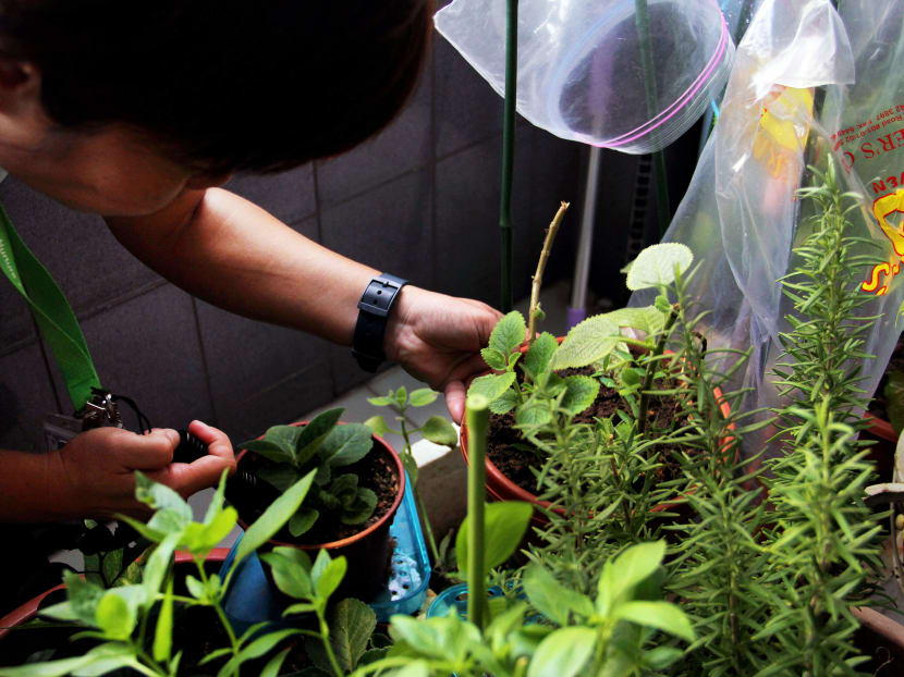 On duty with the NEA: Dengue Detectives