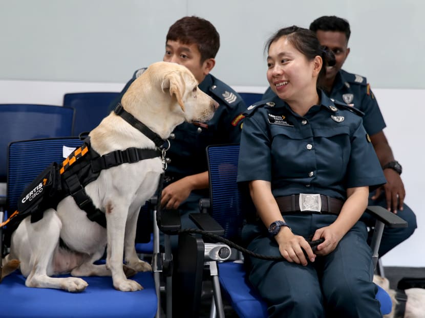 In tandem with the Certis K-9 dog handlers, auxiliary police officers can now carry out sweeps faster and with greater accuracy compared to manual and even machine checks.