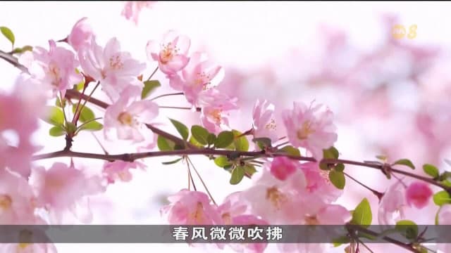 中国多地花卉竞相绽放 宜人美景吸引民众打卡