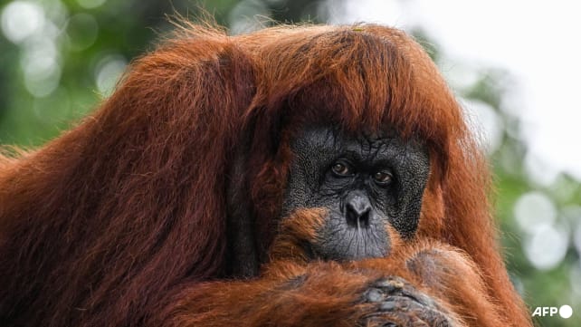 Malaysia eyes 'orangutan diplomacy' with nations that import palm oil