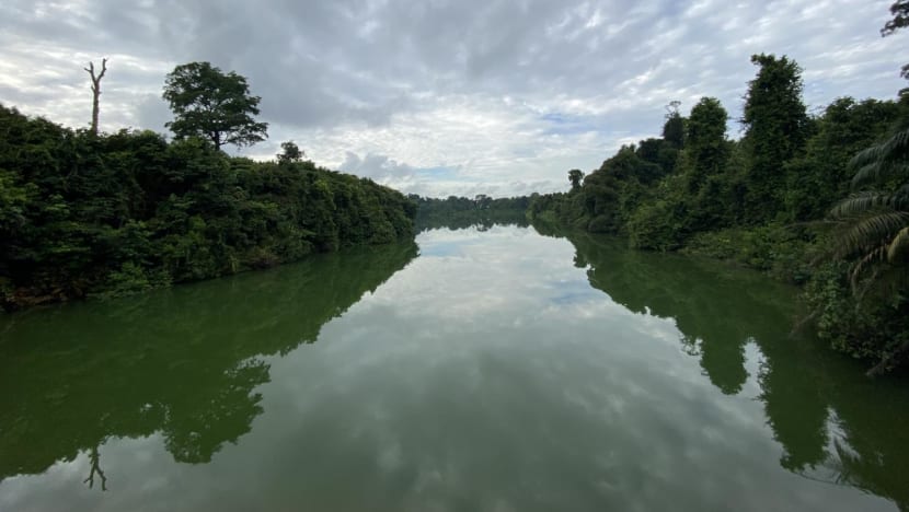 Cross Island Line: Construction of tunnel under Central Catchment Nature Reserve to begin in 2023 Cross Island Line: Construction of tunnel under Central Catchment Nature Reserve to begin in 2023