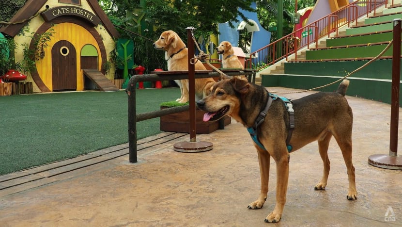 Zoo trainers come to the rescue of ‘misunderstood’ SPCA rescue dogs Zoo trainers come to the rescue of ‘misunderstood’ SPCA rescue dogs