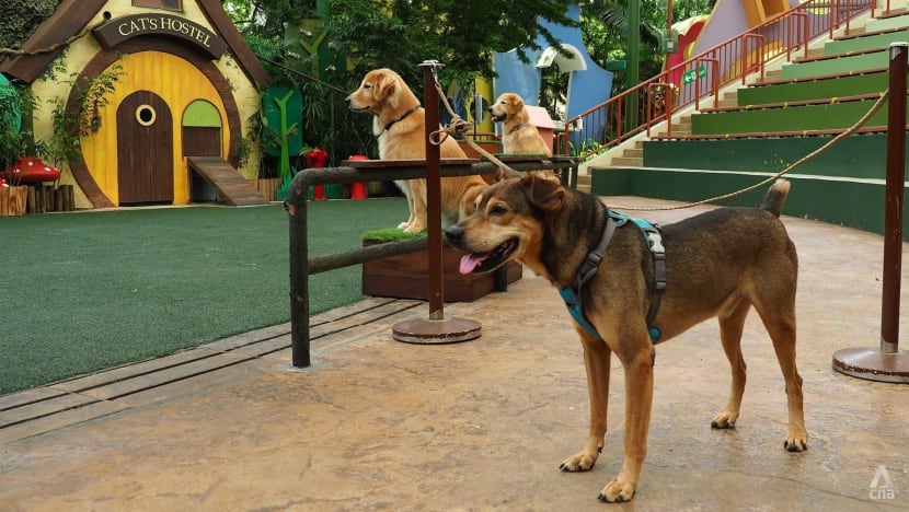 Zoo trainers come to the rescue of ‘misunderstood’ SPCA rescue dogs