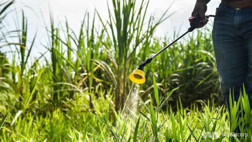 Thailand moves closer to ban on toxic farm chemicals as concerns about food safety and human health grow Thailand moves closer to ban on toxic farm chemicals as concerns about food safety and human health grow