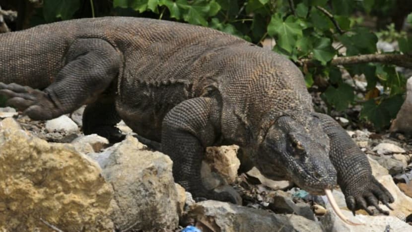 ‘Endangered’ status puts spotlight on Komodo dragon protection as Indonesia government defends upgrade projects