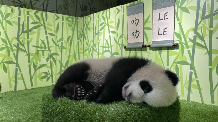 First giant panda cub born in Singapore named Le Le after public vote
