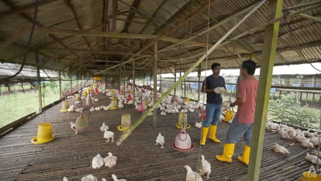 马国政府下周检讨是否恢复肉鸡出口