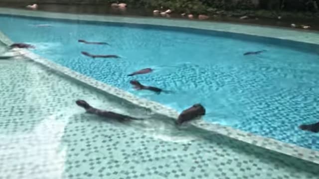 12只水獭“入侵”公寓泳池 疑似吃光池塘所有鱼