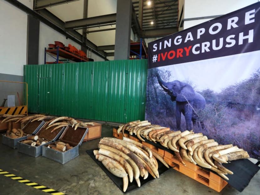 Singapore will ban domestic trade in elephant ivory from September 2021. Singapore will ban domestic trade in elephant ivory from September 2021.