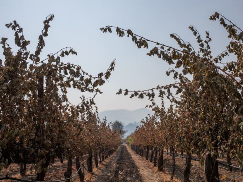 A California winemaker turned grapes ruined by wildfire smoke into vodka 