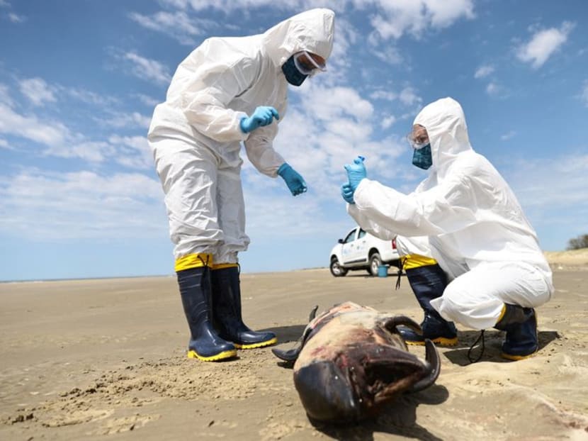Bird flu kills over 900 seals, sea lions in south Brazil TODAY