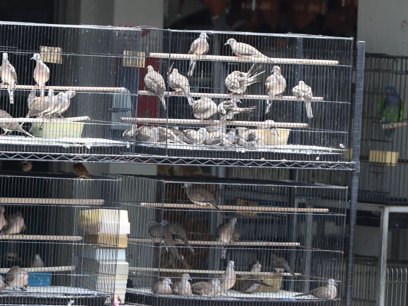 Study reveals effects of poorly run wildlife trade on S’pore’s bird species