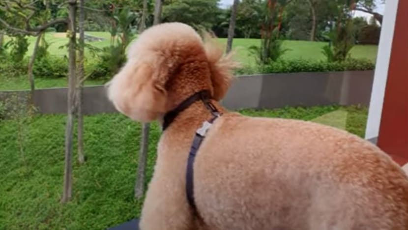 Luxury 'spa-cation' for your dog? COVID-19 pandemic drives innovation, offerings for pets Luxury 'spa-cation' for your dog? COVID-19 pandemic drives innovation, offerings for pets