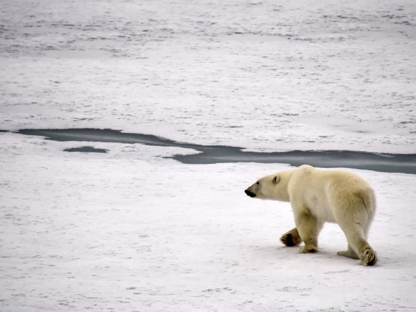 A polar bear is seen in Essen Bay off the coast of Prince George Land, an island in the Franz Josef Land archipelago on Aug 22, 2021.