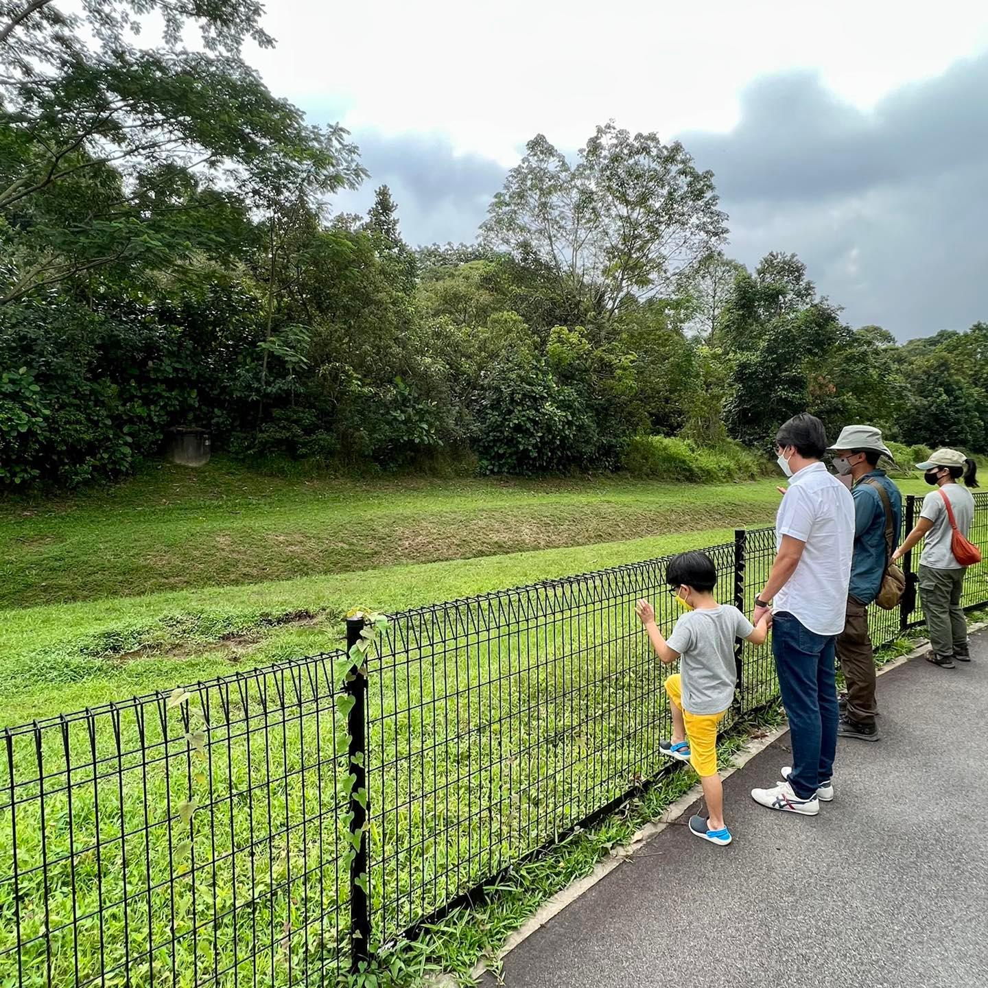 The wild boars are believed to have entered Zhenghua Nature Park via a perimeter gate. The wild boars are believed to have entered Zhenghua Nature Park via a perimeter gate.