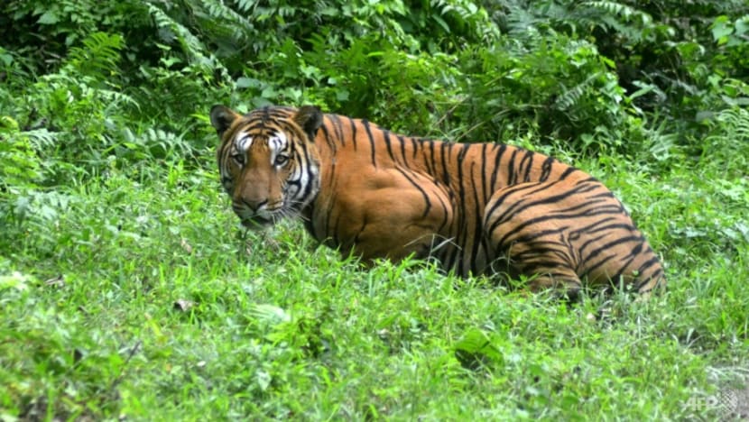 Protecting India's tigers also good for climate: study