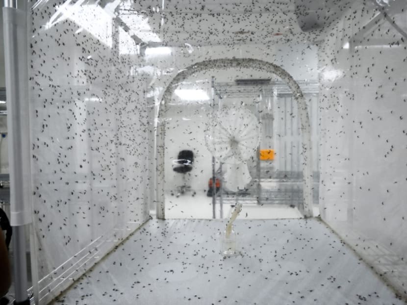 An enclosure filled with female and male Wolbachia-carrying mosquitoes mating at the National Environmental Agency (NEA) mosquitoes production facility is seen in Singapore on Dec 2, 2019.