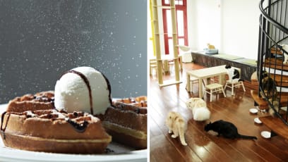 Cat Boarding House Hit By Covid-19 Slump Turns Into Café With 22 Kitties