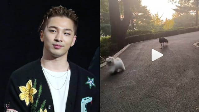超扯的！BIGBANG Taeyang散步巧遇孔雀追狗