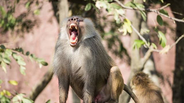 印度猴子夺命事件频传 十岁童惨遭剖腹扯肠亡