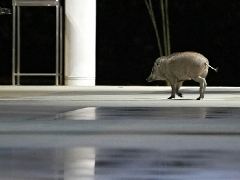 Explainer: How did a wild boar venture into the heart of Punggol housing estate?