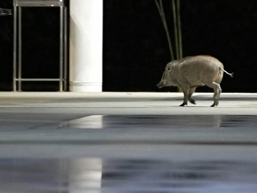 A file picture of a wild boar roaming at a bus terminal in Tuas in 2017.