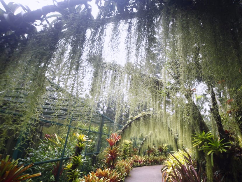 Botanic Gardens a step closer to become UNESCO site