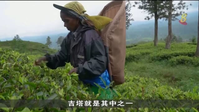 斯里兰卡陷严重经济危机 政策威胁采茶工人生计