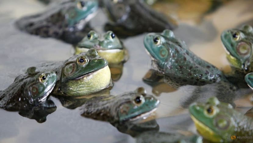 Invasive frog and snake species cost world economy US$16 billion, study shows Invasive frog and snake species cost world economy US$16 billion, study shows