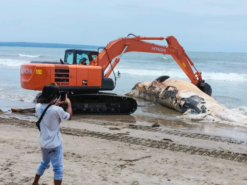 This handout photo taken and released by Badung Environmental and Hygiene Services on Jan 21, 2021 shows workers on an excavator preparing to bury the carcass of a giant 14-metre whale washed up on Batu Belig beach, on Indonesia's holiday island of Bali.