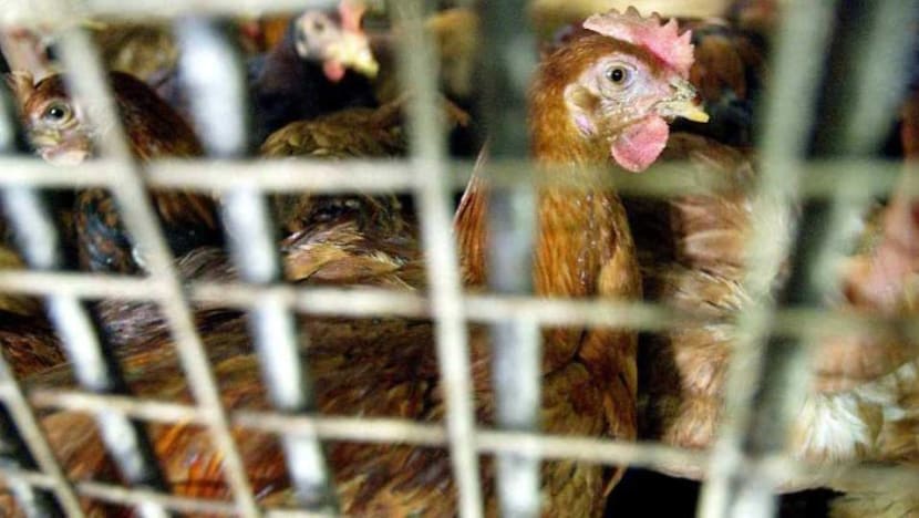 Penternak ayam di Thailand ganti antibiotik dengan ganja